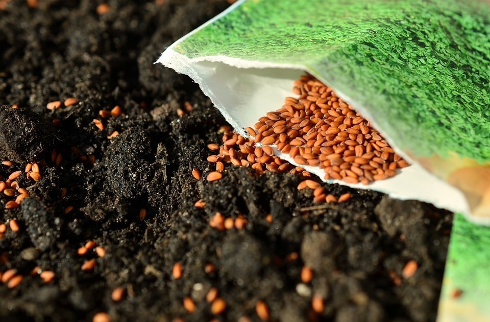 Organiser les rangs pour un potager productif et sain