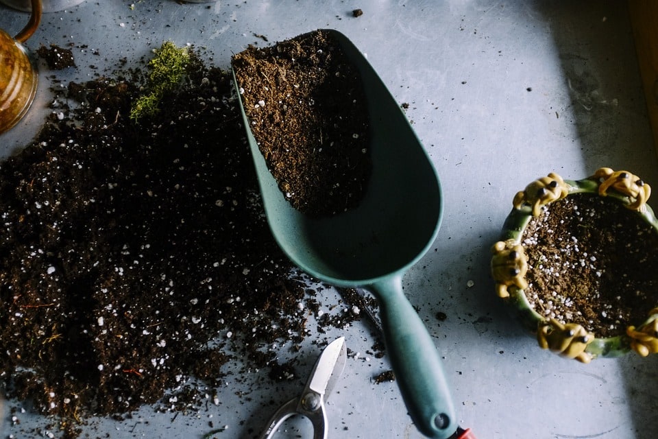 Planter des fleurs saisonnières pour jardin toujours fleuri
