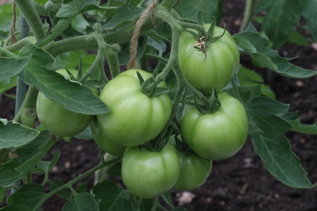 Planter des légumes faciles à cultiver toute l'année
